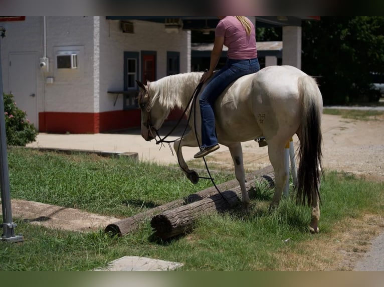 Paint Horse Mare 3 years 14,2 hh Buckskin in Pilot Point