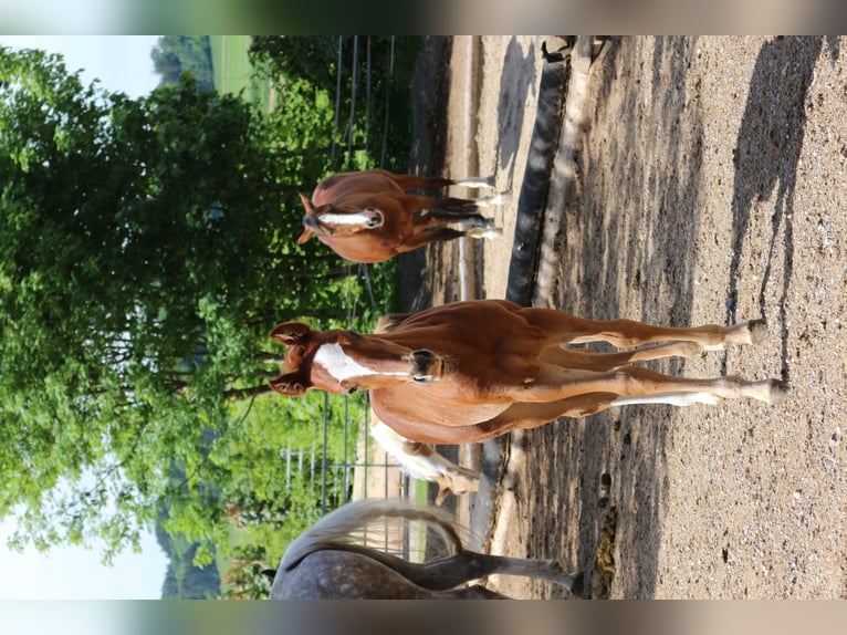 Paint Horse Mare 3 years 14,2 hh Chestnut-Red in Eggenthal