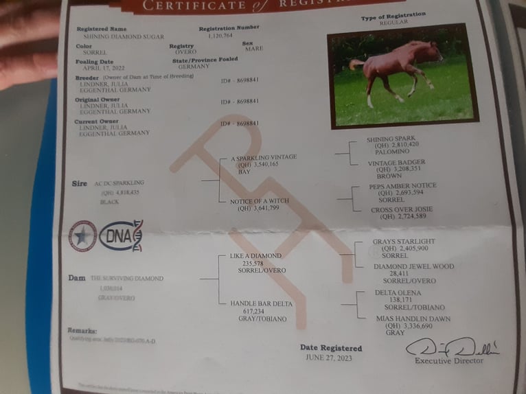 Paint Horse Mare 3 years 14,2 hh Chestnut-Red in Eggenthal