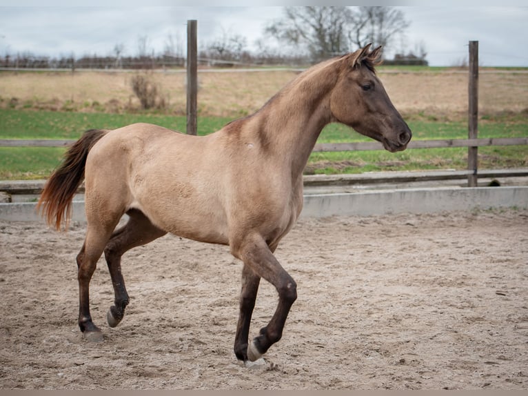 Paint Horse Mix Mare 3 years 14,2 hh Grullo in Remseck am Neckar