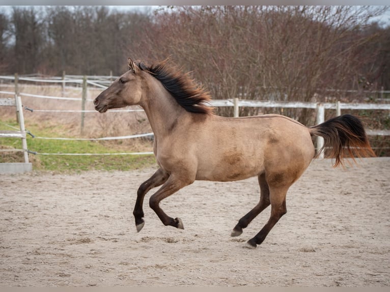 Paint Horse Mix Mare 3 years 14,2 hh Grullo in Remseck am Neckar