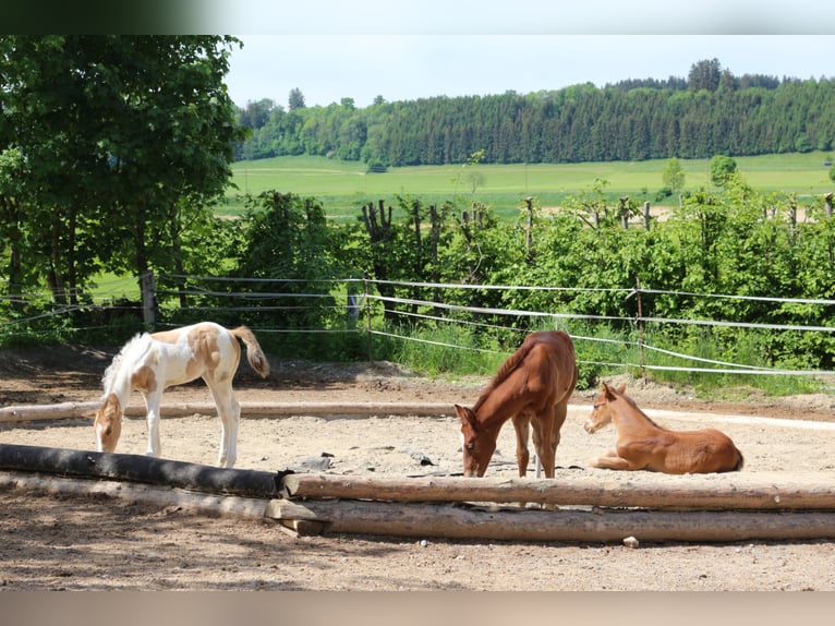 Paint Horse Mare 3 years 14,2 hh Tobiano-all-colors in Eggenthal