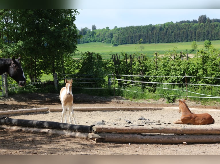 Paint Horse Mare 3 years 14,2 hh Tobiano-all-colors in Eggenthal