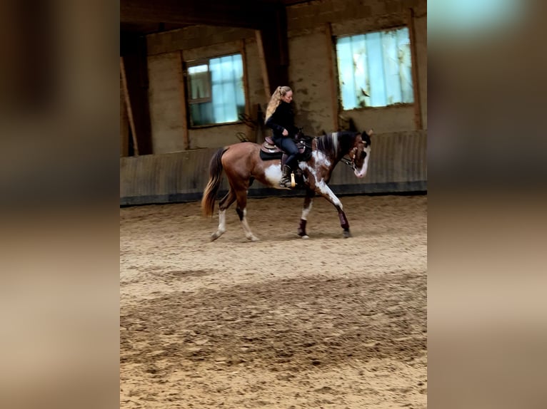 Paint Horse Mix Mare 3 years 14,3 hh Overo-all-colors in Bexbach- Höchen