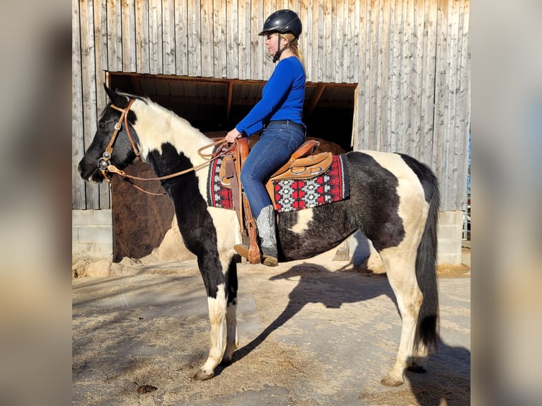Paint Horse Mare 3 years 14,3 hh Pinto in Memmingen