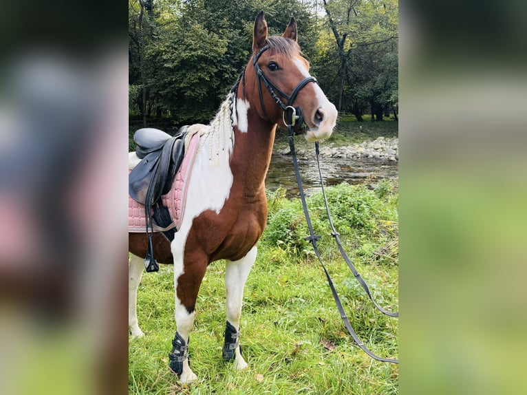 Paint Horse Mare 3 years 14 hh Pinto in Bergamo