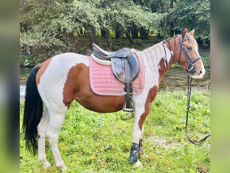 Paint Horse Mare 3 years 14 hh Pinto in Bergamo