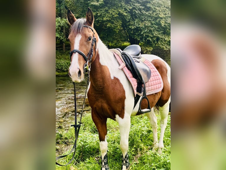 Paint Horse Mare 3 years 14 hh Pinto in Bergamo