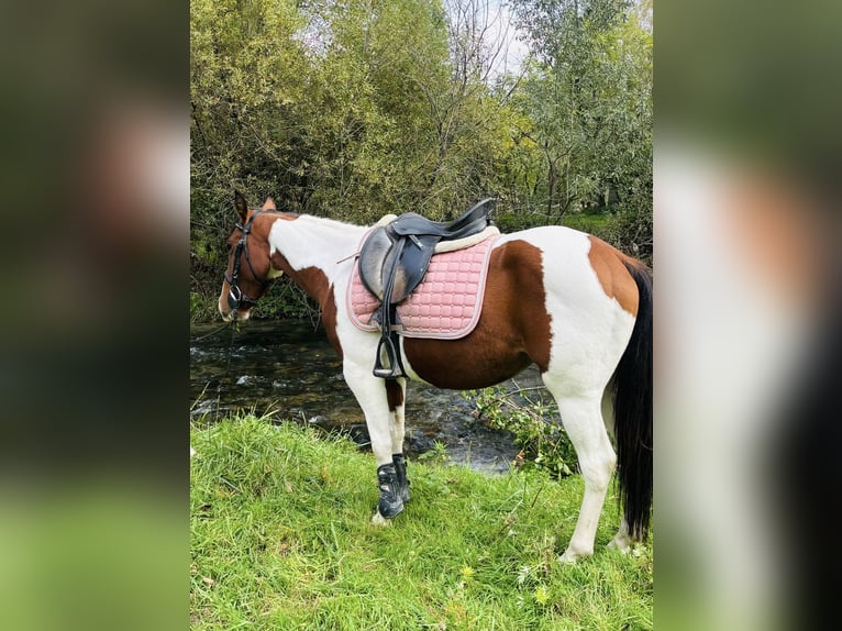 Paint Horse Mare 3 years 14 hh Pinto in Bergamo