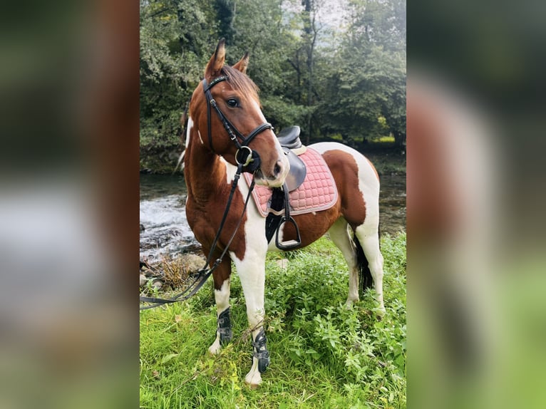 Paint Horse Mare 3 years 14 hh Pinto in Bergamo