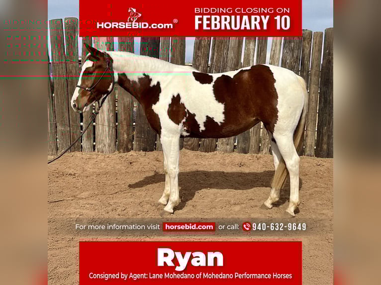 Paint Horse Mare 3 years 14,1 hh Tobiano-all-colors in Graham, TX