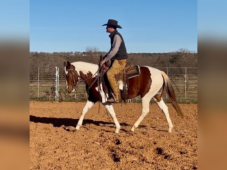 Paint Horse Mare 3 years 14,1 hh Tobiano-all-colors in Graham, TX