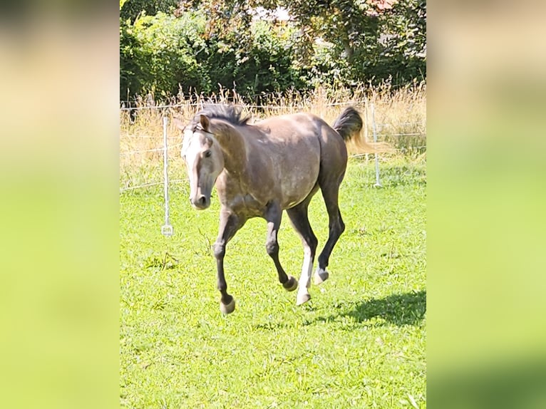 Paint Horse Mare 3 years 14,2 hh Can be white in Eggenthal Paint Horse Mare 3 years 14,2 hh Can be white in Eggenthal