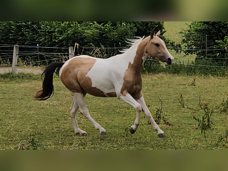 Paint Horse Mare 3 years 14,2 hh Tobiano-all-colors in Eggenthal
