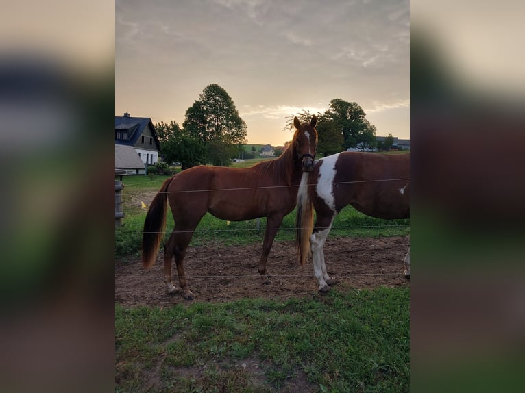 Paint Horse Mare 3 years 15,1 hh Chestnut-Red in Neukirchen/Erzgebirge