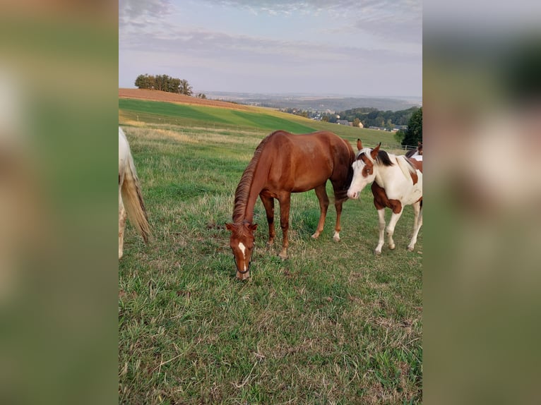 Paint Horse Mare 3 years 15,1 hh Chestnut-Red in Neukirchen/Erzgebirge