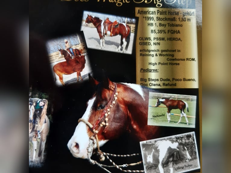 Paint Horse Mare 3 years 15,1 hh Chestnut-Red in Neukirchen/Erzgebirge