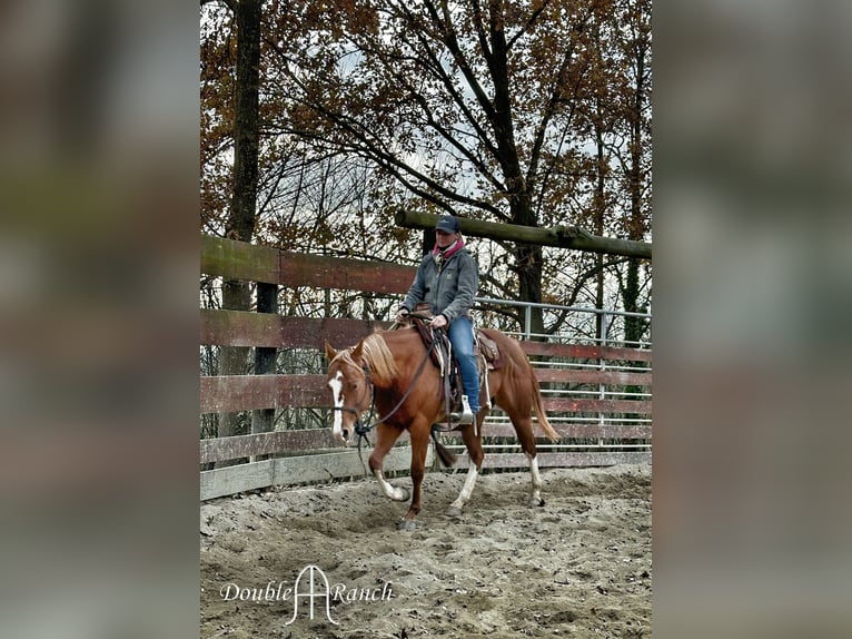 Paint Horse Mare 3 years 15 hh Chestnut-Red in Cortazzone