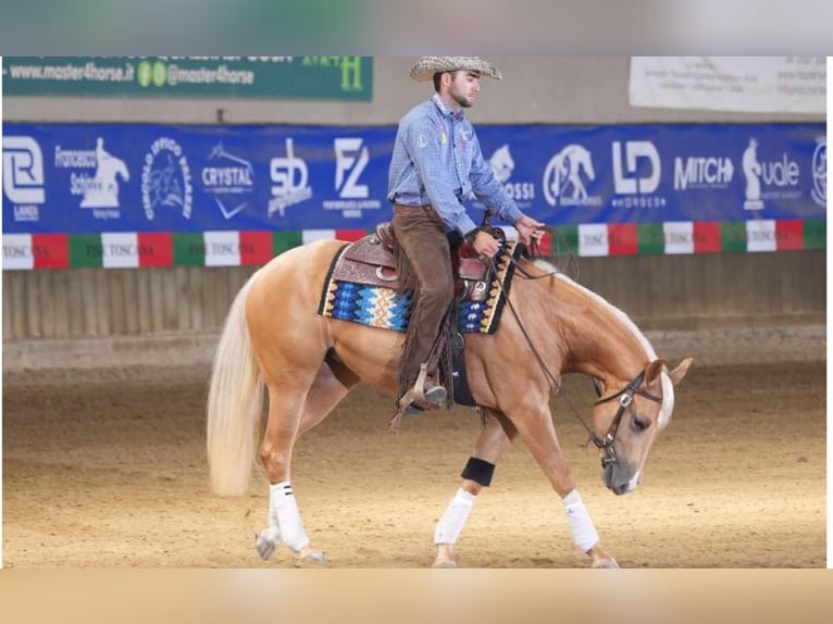 Paint Horse Mare 3 years 15 hh Palomino in Siena