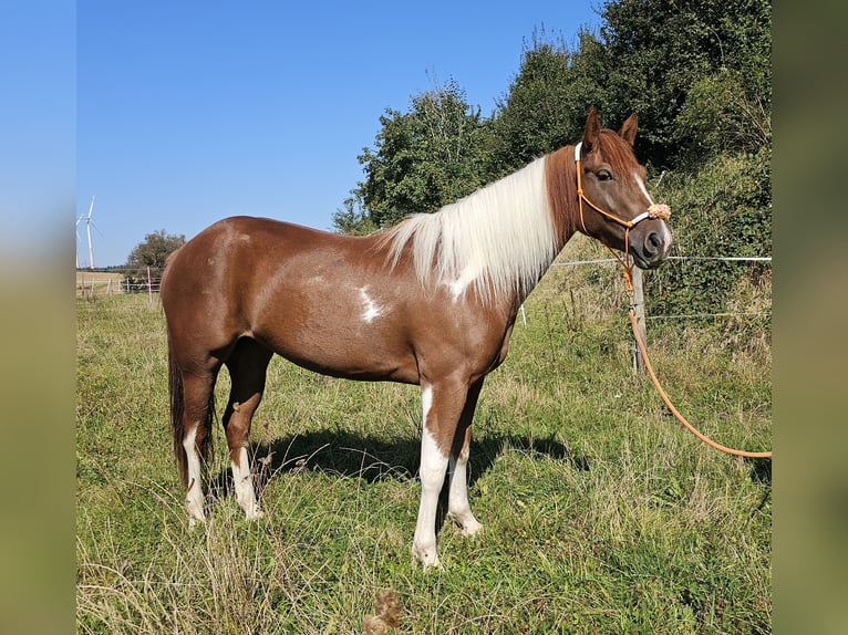 Paint Horse Mix Mare 3 years 15 hh Pinto in Bad Camberg