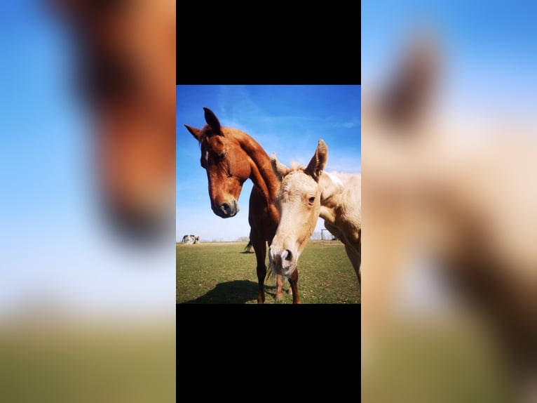 Paint Horse Mare 3 years 15,1 hh Palomino in Biendorf Paint Horse Mare 3 years 15,1 hh Palomino in Biendorf