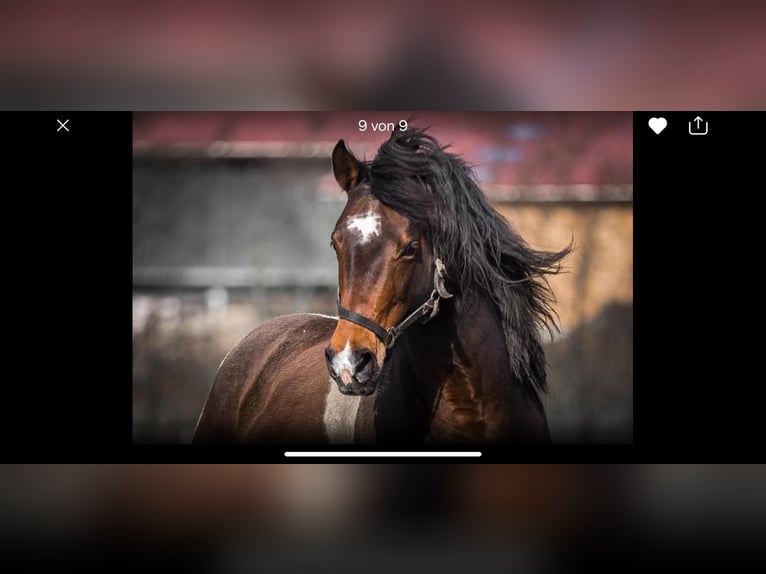 Paint Horse Mare 3 years 15,1 hh Tobiano-all-colors in Mettmann Paint Horse Mare 3 years 15,1 hh Tobiano-all-colors in Mettmann