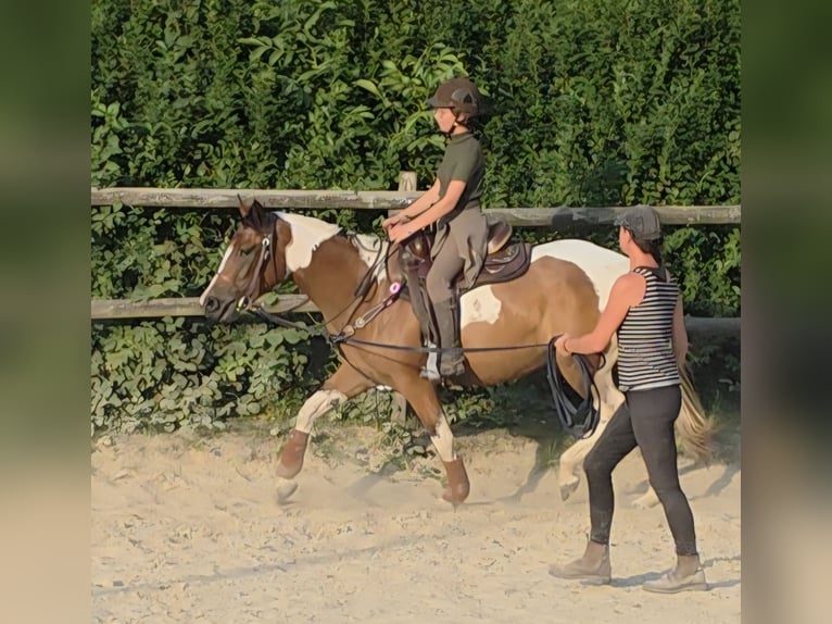 Paint Horse Mare 3 years 15,1 hh Tobiano-all-colors in Mettmann Paint Horse Mare 3 years 15,1 hh Tobiano-all-colors in Mettmann