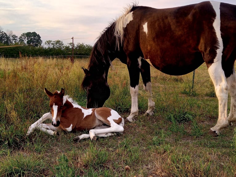 Paint Horse Mare 3 years 15,1 hh Tobiano-all-colors in Mettmann Paint Horse Mare 3 years 15,1 hh Tobiano-all-colors in Mettmann