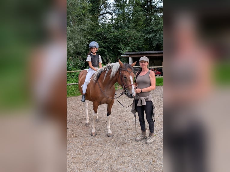 Paint Horse Mare 3 years 15,1 hh Tobiano-all-colors in Mettmann Paint Horse Mare 3 years 15,1 hh Tobiano-all-colors in Mettmann
