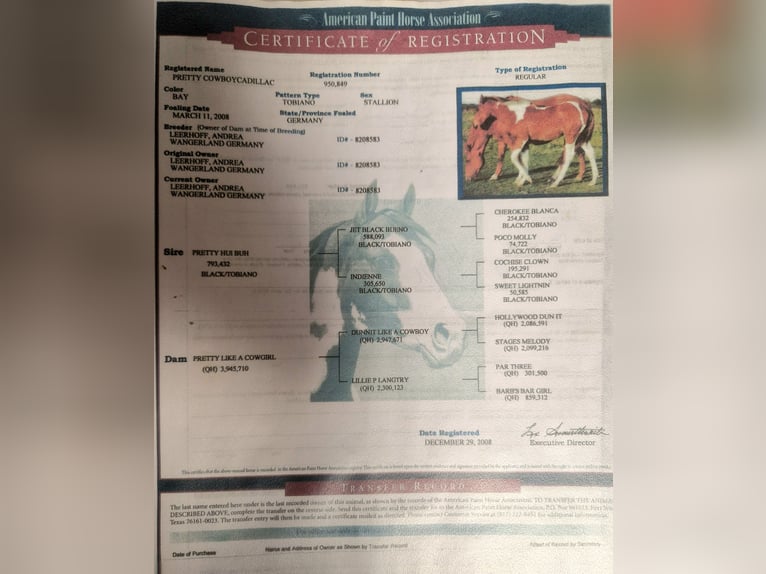 Paint Horse Mare 3 years 15,1 hh Tobiano-all-colors in Mettmann Paint Horse Mare 3 years 15,1 hh Tobiano-all-colors in Mettmann