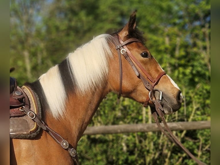 Paint Horse Mare 3 years 15,1 hh Tobiano-all-colors in Mettmann Paint Horse Mare 3 years 15,1 hh Tobiano-all-colors in Mettmann