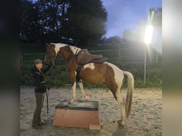 Paint Horse Mare 3 years 15,1 hh Tobiano-all-colors in Mettmann Paint Horse Mare 3 years 15,1 hh Tobiano-all-colors in Mettmann