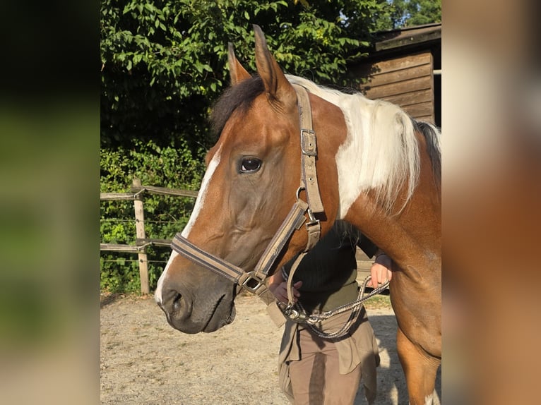 Paint Horse Mare 3 years 15,1 hh Tobiano-all-colors in Mettmann Paint Horse Mare 3 years 15,1 hh Tobiano-all-colors in Mettmann