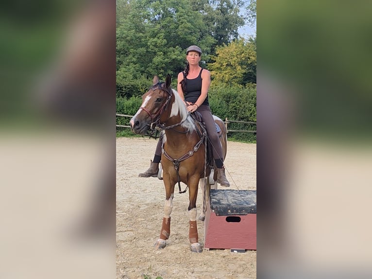 Paint Horse Mare 3 years 15,1 hh Tobiano-all-colors in Mettmann Paint Horse Mare 3 years 15,1 hh Tobiano-all-colors in Mettmann