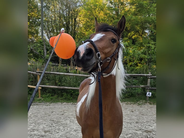 Paint Horse Mare 3 years 15,1 hh Tobiano-all-colors in Mettmann Paint Horse Mare 3 years 15,1 hh Tobiano-all-colors in Mettmann