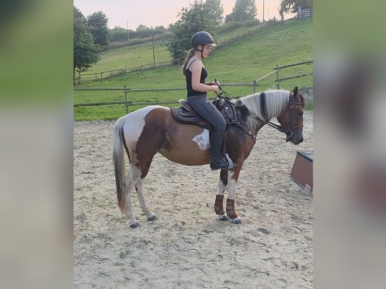 Paint Horse Mare 3 years 15,1 hh Tobiano-all-colors in Mettmann Paint Horse Mare 3 years 15,1 hh Tobiano-all-colors in Mettmann