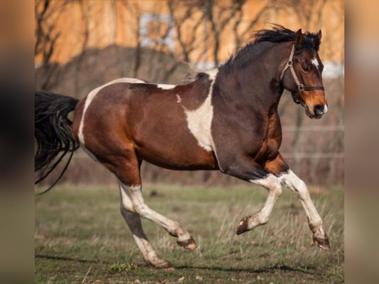Paint Horse Mare 3 years 15,1 hh Tobiano-all-colors in Mettmann