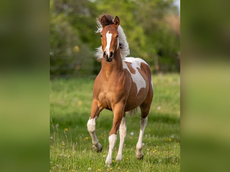 Paint Horse Mare 3 years 15,1 hh Tobiano-all-colors in Mettmann