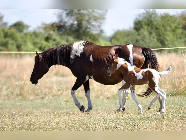 Paint Horse Mare 3 years 15,1 hh Tobiano-all-colors in Mettmann