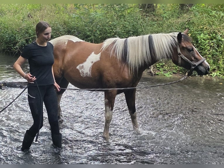 Paint Horse Mare 3 years 15,1 hh Tobiano-all-colors in Mettmann