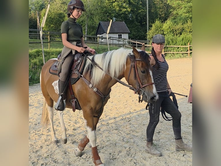 Paint Horse Mare 3 years 15,1 hh Tobiano-all-colors in Mettmann