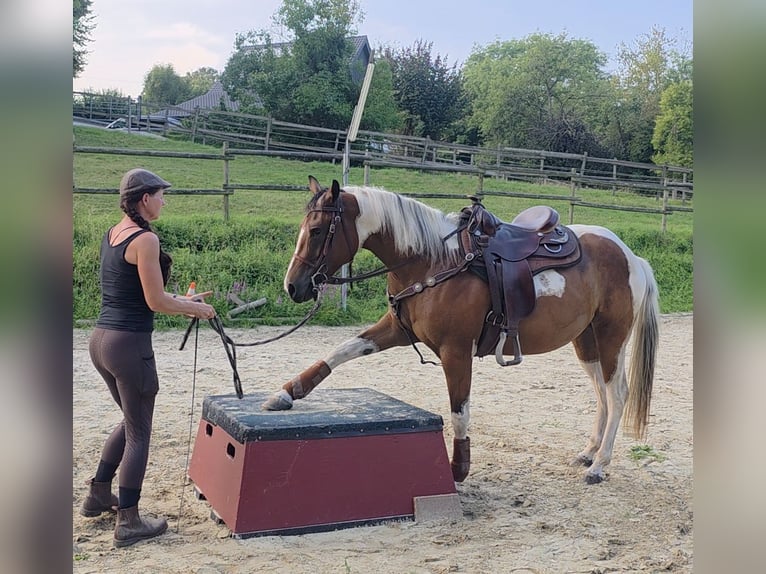 Paint Horse Mare 3 years 15,1 hh Tobiano-all-colors in Mettmann