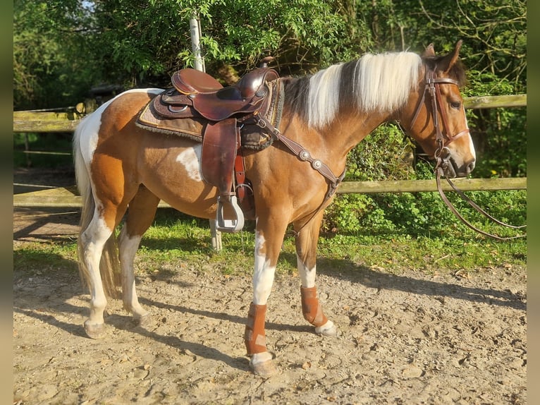 Paint Horse Mare 3 years 15,1 hh Tobiano-all-colors in Mettmann