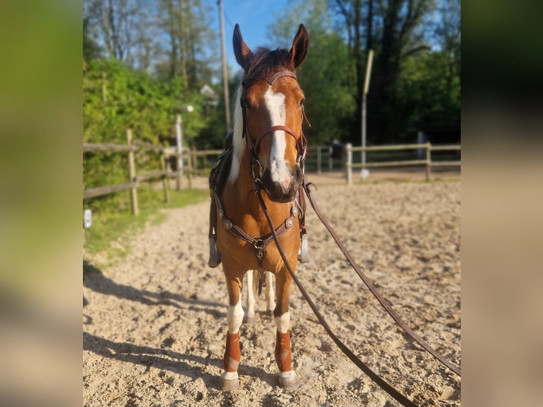 Paint Horse Mare 3 years 15,1 hh Tobiano-all-colors in Mettmann