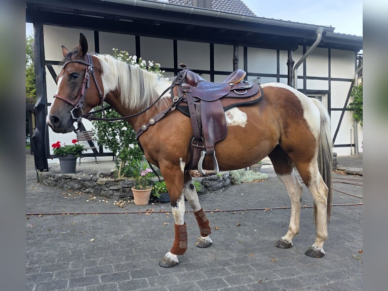 Paint Horse Mare 3 years 15,1 hh Tobiano-all-colors in Mettmann