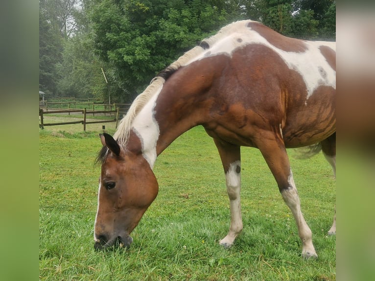 Paint Horse Mare 3 years 15,1 hh Tobiano-all-colors in Mettmann