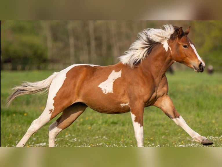 Paint Horse Mare 3 years 15,1 hh Tobiano-all-colors in Mettmann