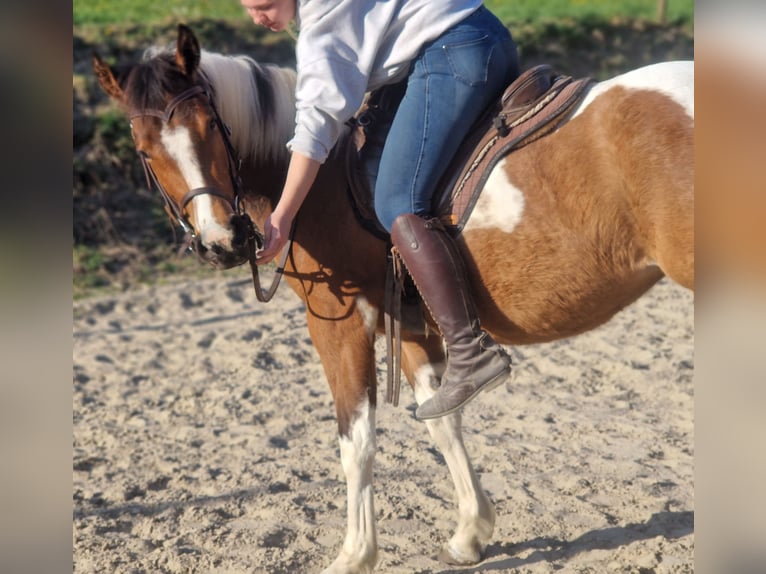 Paint Horse Mare 3 years 15,1 hh Tobiano-all-colors in Mettmann