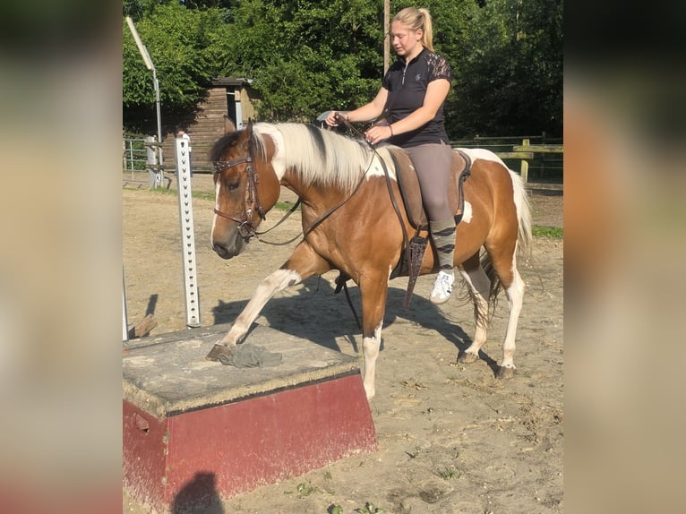 Paint Horse Mare 3 years 15,1 hh Tobiano-all-colors in Mettmann