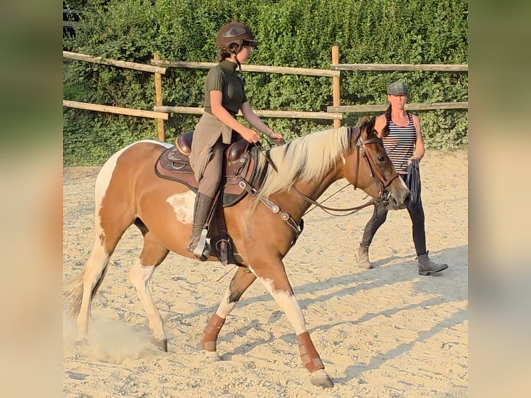 Paint Horse Mare 3 years 15,1 hh Tobiano-all-colors in Mettmann